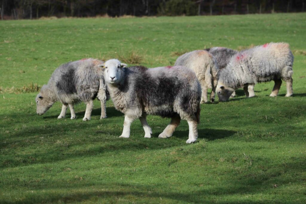 Herdwick Sheep with white smiling face, grey wool coat graze on